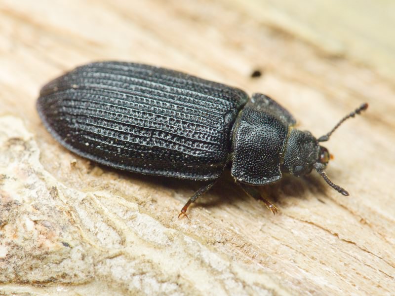 Grynocharis oblonga (Linnaeus, 1758)